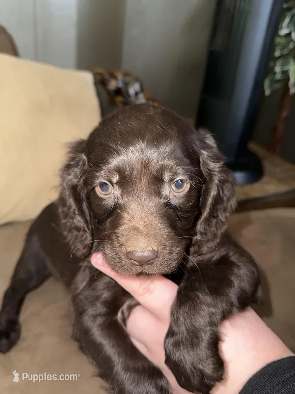 Oak  – Boykin Spaniel puppy for sale in Wadesboro, NC