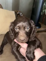Oak , a male Boykin Spaniel for sale in Wadesboro, NC – Photo 1 of 3