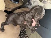 Oak , a male Boykin Spaniel for sale in Wadesboro, NC – Photo 2 of 3