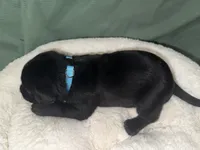 DRACO, a male Labrador Retriever for sale in Wadesboro, NC – 2 of 6