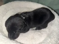 ROCKY, a male Labrador Retriever for sale in Wadesboro, NC – 2 of 6