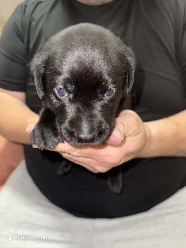 AKC MIDNIGHT, a female Labrador Retriever for sale in Wadesboro, NC – 1 of 3