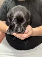 AKC MIDNIGHT, a female Labrador Retriever for sale in Wadesboro, NC – 1 of 3