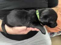 AKC ACE, a male Labrador Retriever for sale in Wadesboro, NC – 2 of 4