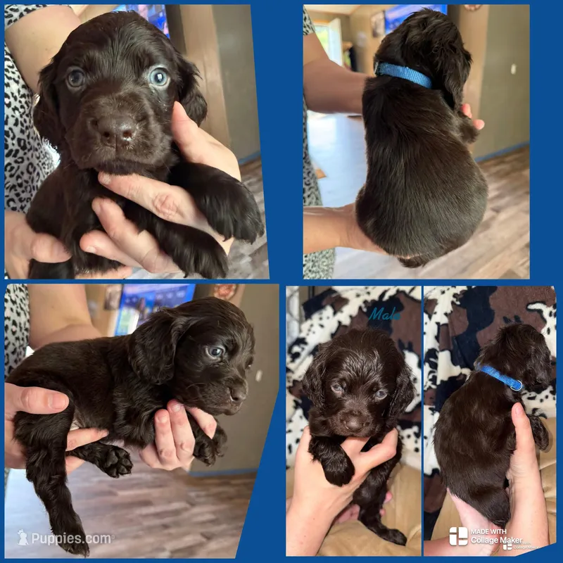 MALE BLUE – Boykin Spaniel puppy for sale in Wadesboro, NC