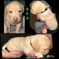 REX (Dudley), a male Labrador Retriever for sale in Wadesboro, NC – 2 of 2