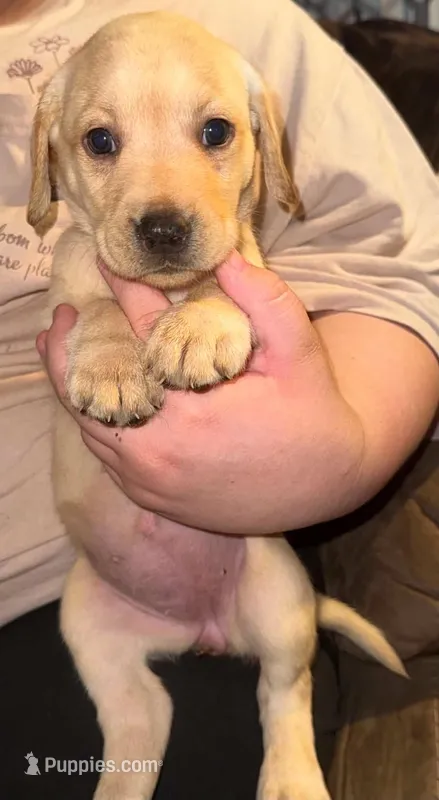 STELLA – Labrador Retriever puppy for sale in Wadesboro, NC