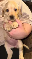 STELLA, a female Labrador Retriever for sale in Wadesboro, NC – 1 of 2