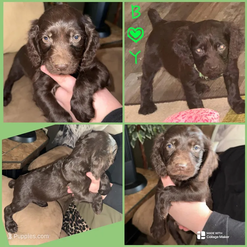 OAK – Boykin Spaniel puppy for sale in Wadesboro, NC