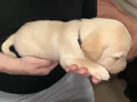 AKC REX, a male Labrador Retriever for sale in Wadesboro, NC – 2 of 3