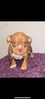 Cash , a male American Bully for sale in Erwin, NC – Photo 1 of 3