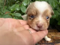 Liberty Belle, a female Toy Australian Shepherd for sale in Tacoma, WA – 1 of 6
