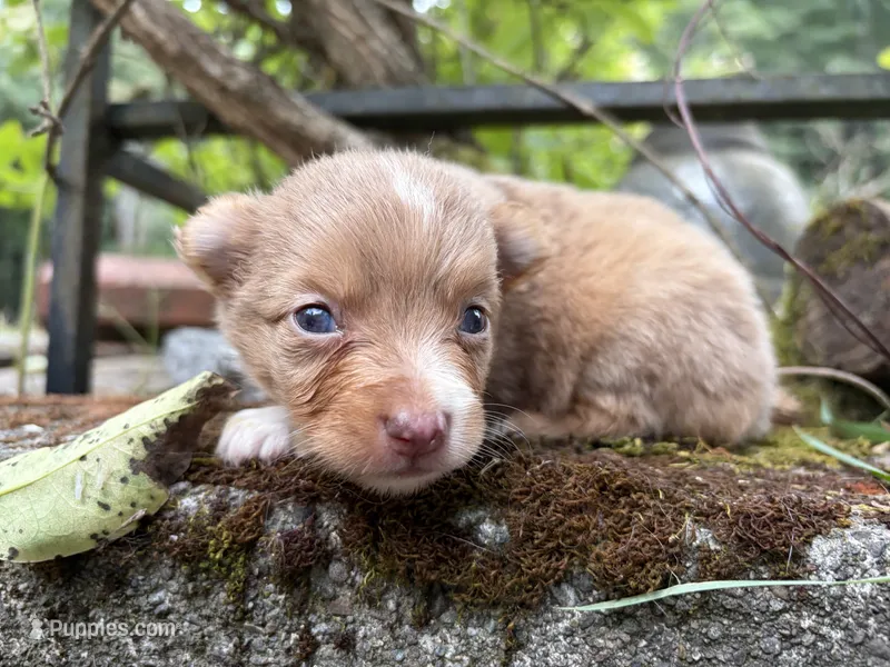 Velocityraptor – Toy Australian Shepherd puppy for sale in Tacoma, WA