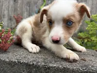 Wrangler, a male Miniature Australian Shepherd for sale in Tacoma, WA – 8 of 8