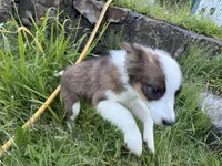 Jasper, a male Miniature Australian Shepherd for sale in Tacoma, WA – 9 of 10