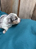 Pa-Terydactly, a male Toy Australian Shepherd for sale in Tacoma, WA – 3 of 3