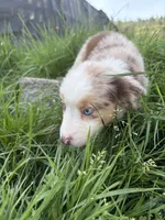 Luke, a male Miniature Australian Shepherd for sale in Tacoma, WA – 3 of 4