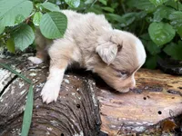 Liberty Belle, a female Toy Australian Shepherd for sale in Tacoma, WA – 6 of 6