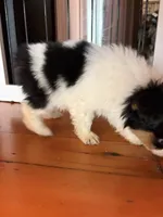 Moo Moo, a female Toy Australian Shepherd for sale in Tacoma, WA – 3 of 5
