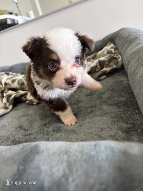 Phantom – Miniature Australian Shepherd puppy for sale in Tacoma, WA