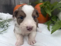 Scooby, a male Miniature Australian Shepherd for sale in Tacoma, WA – 3 of 6