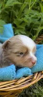 Liberty Belle, a female Toy Australian Shepherd for sale in Tacoma, WA – 2 of 6