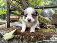 Pa-Terydactyl, a male Toy Australian Shepherd for sale in Tacoma, WA – 10 of 10
