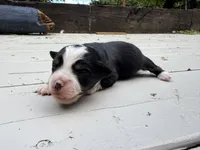 Coral, a female Miniature Australian Shepherd for sale in Tacoma, WA – 3 of 4