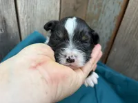 Louis Vuitton , a male Miniature Australian Shepherd for sale in Tacoma, WA – 2 of 4