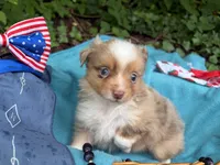 Liberty Belle, a female Toy Australian Shepherd for sale in Tacoma, WA – 4 of 10