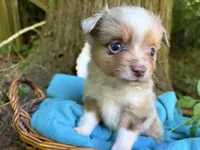 Liberty Belle, a female Toy Australian Shepherd for sale in Tacoma, WA – 7 of 10