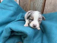 Pa-Terydactly, a male Toy Australian Shepherd for sale in Tacoma, WA – 2 of 3