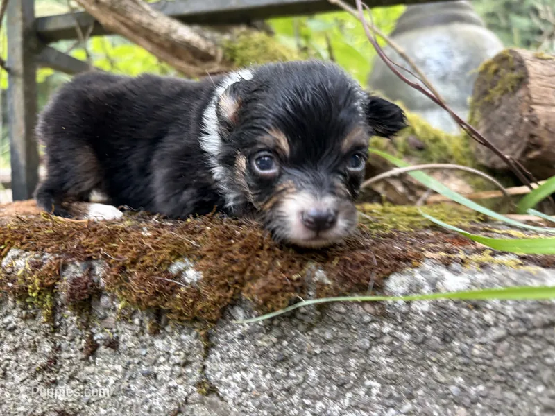 Legladon – Toy Australian Shepherd puppy on hold in Tacoma, WA