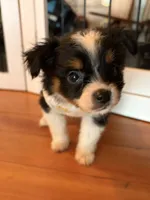 Angus , a male Toy Australian Shepherd for sale in Tacoma, WA – 2 of 2