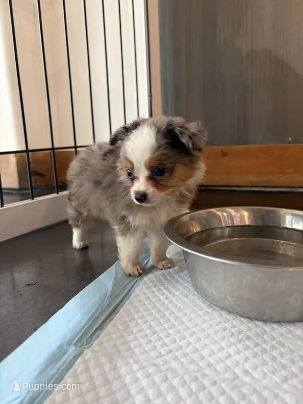 Pa-Terydactly – Toy Australian Shepherd puppy for sale in Tacoma, WA