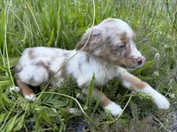 Daisy May, a female Miniature Australian Shepherd for sale in Tacoma, WA – 5 of 7