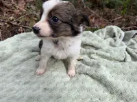 Swallow, a female Miniature Australian Shepherd for sale in Tacoma, WA – Photo 4 of 8