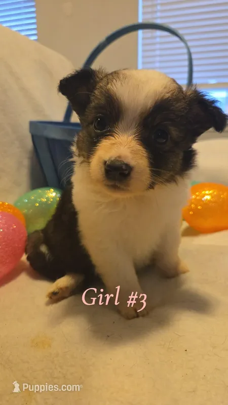 Lark – Miniature Australian Shepherd puppy for sale in Tacoma, WA