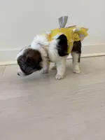 Swallow, a female Miniature Australian Shepherd for sale in Tacoma, WA – Photo 5 of 8