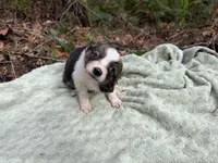Swallow, a female Miniature Australian Shepherd for sale in Tacoma, WA – Photo 2 of 8