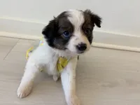 Swallow, a female Miniature Australian Shepherd for sale in Tacoma, WA – Photo 3 of 8