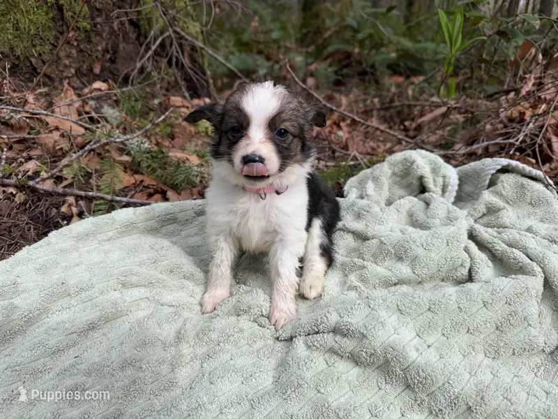 Swallow – Miniature Australian Shepherd puppy for sale in Tacoma, WA