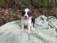 Swallow, a female Miniature Australian Shepherd for sale in Tacoma, WA – Photo 1 of 8