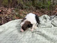 Swallow, a female Miniature Australian Shepherd for sale in Tacoma, WA – Photo 7 of 8