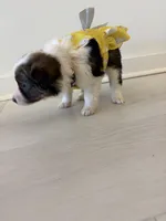 Swallow, a female Miniature Australian Shepherd for sale in Tacoma, WA – Photo 6 of 8