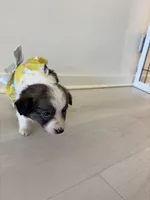 Swallow, a female Miniature Australian Shepherd for sale in Tacoma, WA – Photo 8 of 8