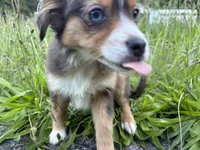 Echo, a female Miniature Australian Shepherd for sale in Tacoma, WA – 7 of 7