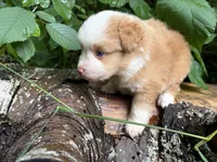 Sparkler, a male Toy Australian Shepherd for sale in Tacoma, WA – 4 of 5