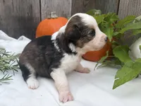 Goblin, a male Miniature Australian Shepherd for sale in Tacoma, WA – 4 of 4
