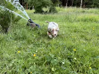 Daisy May, a female Miniature Australian Shepherd for sale in Tacoma, WA – 6 of 7
